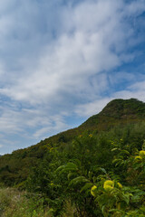 Chestnut trees at the foot of the mountain in autumn