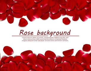 Vector realistic rose petals background, horizontal banner.