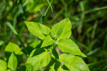 Hairy Wood Mint Leaves in Springtime