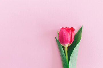 Tender pink tulip on pastel pink background. Greeting card for Women's day.