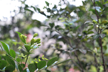 flower of Kemuning or Murraya paniculata (orange jessamine) usually planted as an ornamental plant and a hedge plant. close-up with selective focus and blurred background