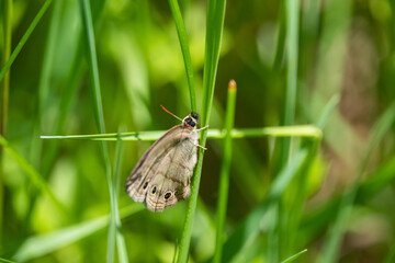 Little Wood Satyr Butterfly in Springtime