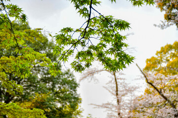 緑紅葉と桜