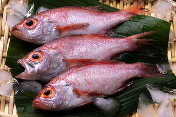 アカムツ（のどぐろ）