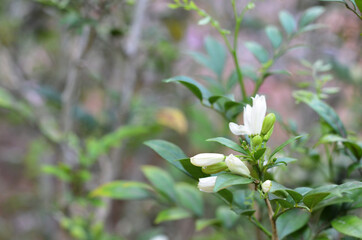 flower of Kemuning or Murraya paniculata (orange jessamine) usually planted as an ornamental plant and a hedge plant. close-up with selective focus and blurred background