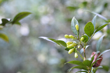 flower of Kemuning or Murraya paniculata (orange jessamine) usually planted as an ornamental plant and a hedge plant. close-up with selective focus and blurred background