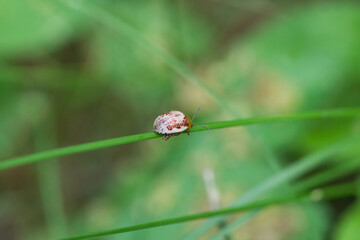 Sumac Flea Beetle on Leaf