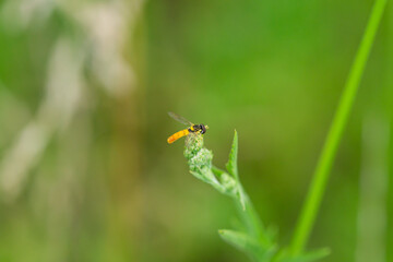 Tufted Globetail in Summer