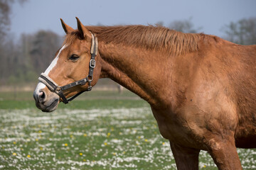 Obraz premium Chestnut colored horse looks ahead in a meadow with many daisies on a sunny day in early spring
