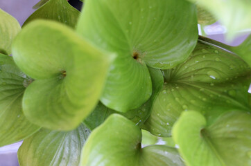 leaf with water drop from Fragrant plantain lily or Hosta plantaginea Species native to China with bright green. close-up with selective focus and blurred background