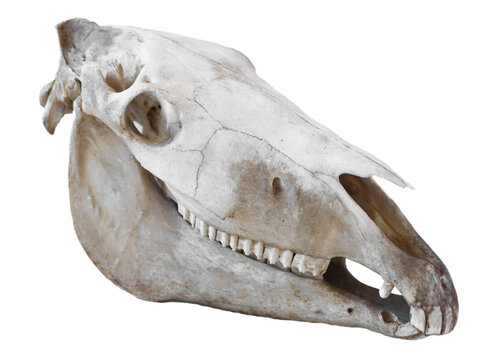 Right side of the skull horse (Equus caballus) with lower and upper jaw. Isolated on white