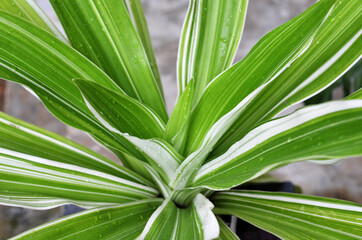 Obraz premium Leaves Dracaena fragrans. native throughout tropical Africa. aka striped dracaena, compact dracaena, lemon lime, and corn plant. close-up with selective focus and blurred background