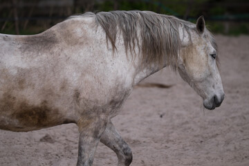 Side view of a gray horse walking in step in a sandbox outdoors