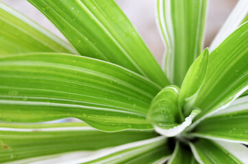 Leaves Dracaena fragrans. native throughout tropical Africa. aka striped dracaena, compact dracaena, lemon lime, and corn plant. close-up with selective focus and blurred background