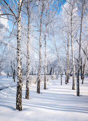 winter landscape in the forest trees covered with hoarfrost blue sky sunny day