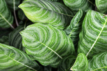 leaves of Aglaonema Silver queen, sri rezeki, or chinese evergreens are popular ornamental plants. found in tropical and subtropical areas of Asia. close-up with selective focus and blurred background