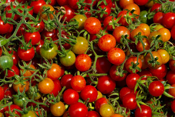 Fresh Tomatoes Small breed Placed in the basket