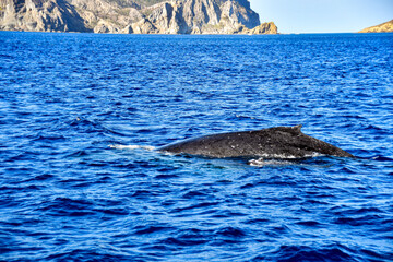 Fototapeta premium 親子くじら