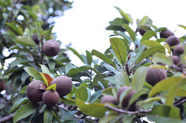 the fruit of Sawo manila (Manilkara zapota) aka sapodilla or sauh manila, or ciku. close-up with selective focus and blurred background