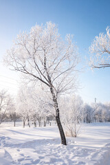 Fototapeta na wymiar winter landscape in the forest trees covered with hoarfrost blue sky sunny day