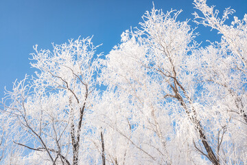 branches of trees covered with frost on a background of blue sky
