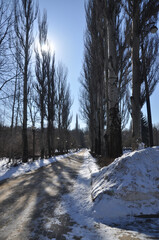 Alley of the city park in winter. Pyramidal poplars in the park. Winter day.