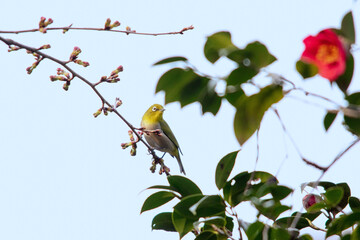 Obraz premium Bird