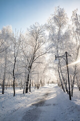 winter landscape in the forest trees covered with hoarfrost blue sky sunny day