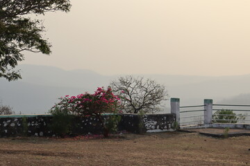 A Pink tree at the sunset Point in Beautiful Evening