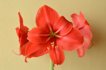 Fototapeta na wymiar red amaryllis flower in bloom growing in the flower pot