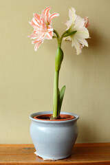 white amaryllis flower with red stripes in bloom growing in the flower pot