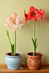 Naklejka na ściany i meble red amaryllis flower with white stripes in bloom growing in the flower pot