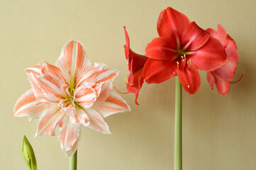 red amaryllis flower with white stripes in bloom growing in the flower pot