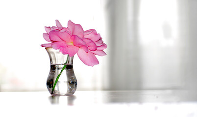 A beautiful soft pink flower placed in a transparent glass vase on a white surface. Close up picture.