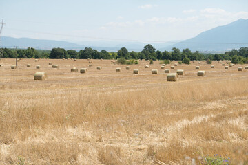 Obraz premium Harvested field with straw bales
