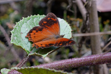 Fiery satyr (Lasiophila orbifera) in Tungurahua Province, Ecuador