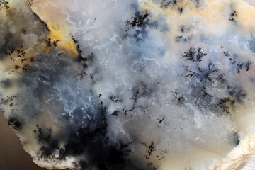 Fossilized plant on quartz stone