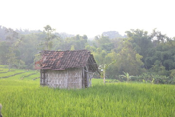 views of rice fields and shack houses in the morning with cool nuances.