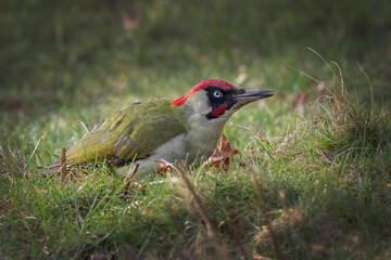 Green Woodpecker