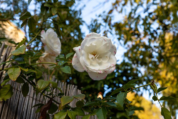 Evening  view of a blossoming white flower on a wild rose bush on Yehuda Alkalai Street in the old Jerusalem district Talbia - Komiyum in Jerusalem, Israel