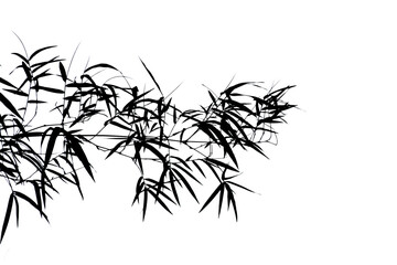 Fototapeta premium Branches of bamboo isolated on white background