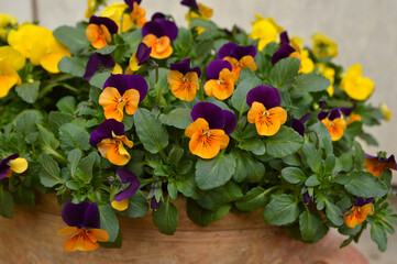 colorful pansy flowers growing in the flower pot