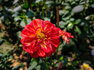 Dahlia is a genus of bushy, tuberous, herbaceous perennial plants native to Mexico and Central America.