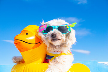 happy dog with sunglasses and floating ring