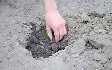 The hands of a young guy plant a small sapling of a tree. Planting trees