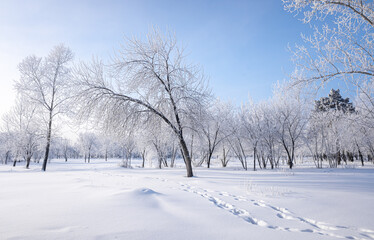 Beautiful winter landscape with snow-covered trees. Blue sky and textured snow. Winter's tale.