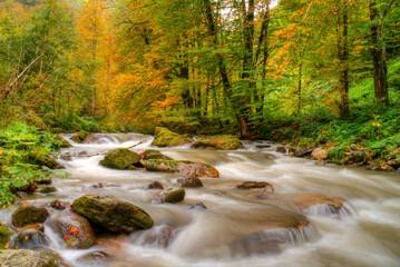 Obraz premium Water flowing long exposure in forest.