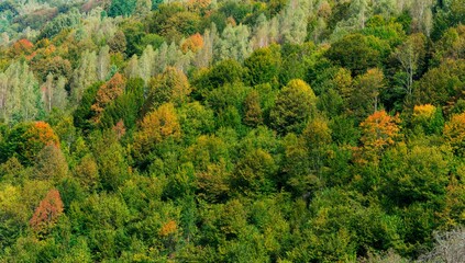 Fototapeta premium Autumn forest with pine trees at the mountains. Mountains with Fall Autumn Colors Maple Pine Gold Orange and Green.