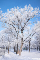 Beautiful winter landscape with snow-covered trees. Blue sky and textured snow. Winter's tale.