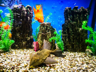 golden chinese fish from the pacific ocean swims in an aquarium among other fish